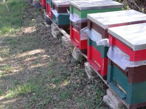 Méhcsalád, méhcsaládok, kölyök családok eladóak Méhcsalád, méhcsaládok, kölyök családok eladóak