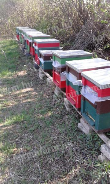 Méhcsalád,  méhcsaládok,  kölyök családok eladóak