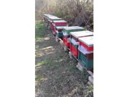 Méhcsalád,  méhcsaládok,  kölyök családok eladóak