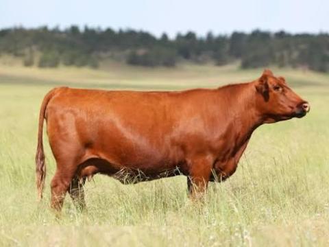 Húshasznú szarvasmarhát vásárolnék