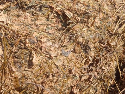 Széna, szalma, lucernaszenázs eladó Széna, szalma, lucernaszenázs eladó