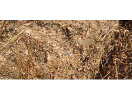 Széna, szalma, lucernaszenázs eladó