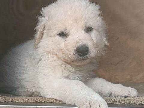 Törzskönyves kuvasz kölykök Törzskönyves kuvasz kölykök