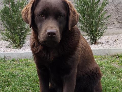 Csoki labrador retriever eladó