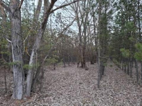 Kiskunmajsán erdő és legelő eladó Kiskunmajsán erdő és legelő eladó