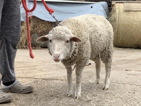 Szép, nagy bárányok olcsón elvihetők