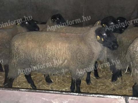 2025 februárjában született, törzskönyvezett „A” minősítésű Suffolk kosok eladók 2025 februárjában született, törzskönyvezett „A” minősítésű Suffolk kosok eladók