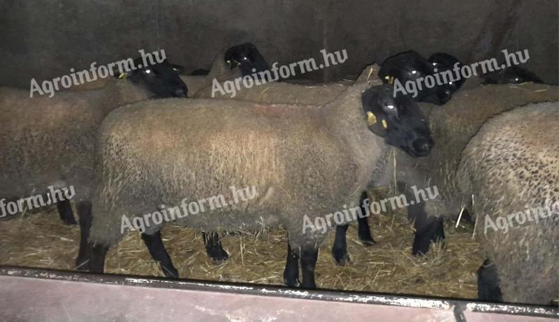 2025 februárjában született, törzskönyvezett „A” minősítésű Suffolk kosok eladók