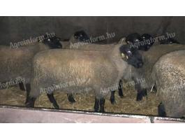 2025 februárjában született, törzskönyvezett „A” minősítésű Suffolk kosok eladók