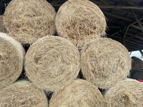 Lucerna széna Lucerna széna