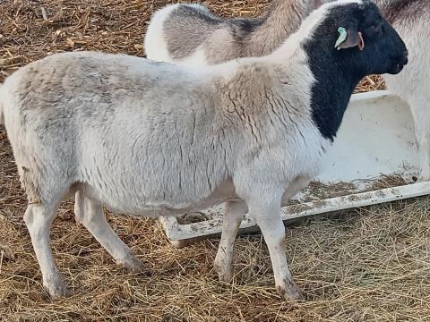 11 hónapos Dorper kos eladó Szarvason 11 hónapos Dorper kos eladó Szarvason