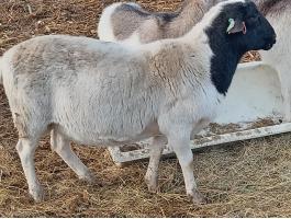 11 hónapos Dorper kos eladó Szarvason