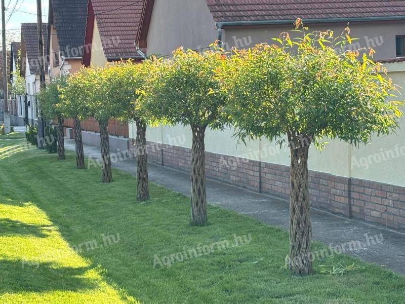 Amerikai fonott fűz, fűzfa díszfa