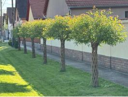 Amerikai fonott fűz, fűzfa díszfa