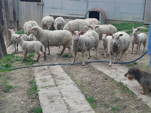 Charolais anyajuh, kos, bárány eladó Charolais anyajuh, kos, bárány eladó