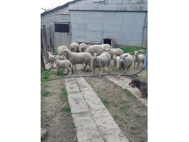 Charolais anyajuh, kos, bárány eladó