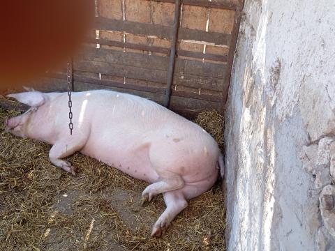 Eladó előhasú koca februári búgatással