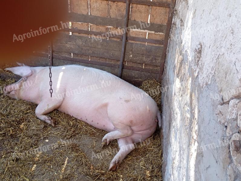 Eladó előhasú koca februári búgatással