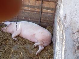 Eladó előhasú koca februári búgatással