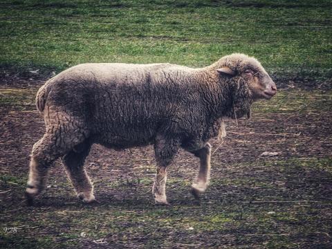 Magyar Merino kos eladó Magyar Merino kos eladó
