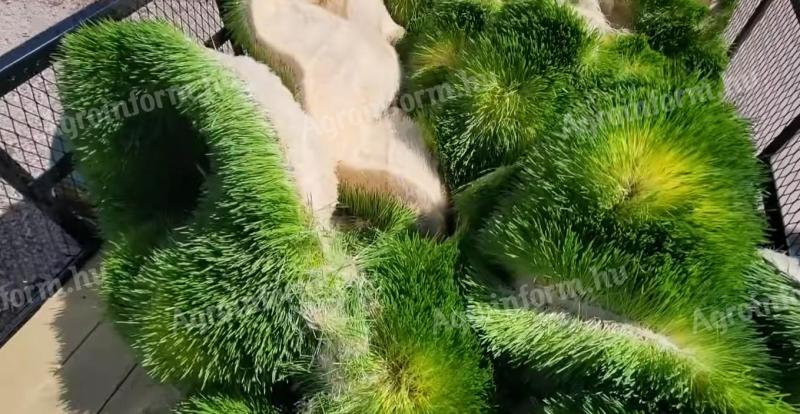 Friss árpa takarmány