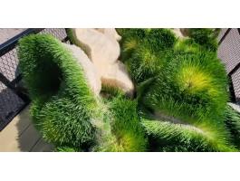 Friss árpa takarmány