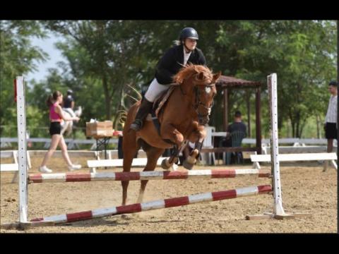 Munkalovas állás keresése Munkalovas állás keresése