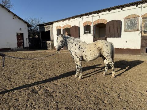 Eladó 20 hónapos párductarka mén csikó