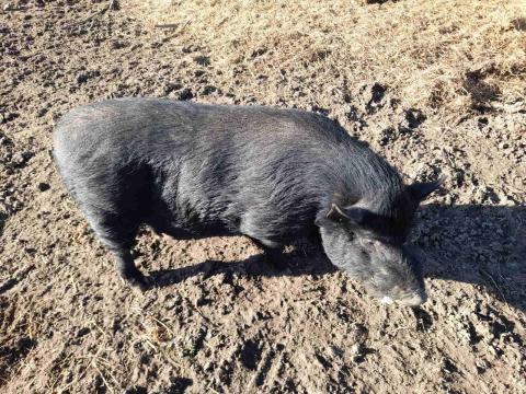 Tenyészkan,  kandisznó