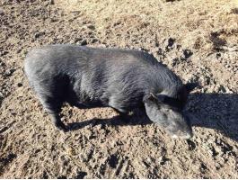 Tenyészkan,  kandisznó