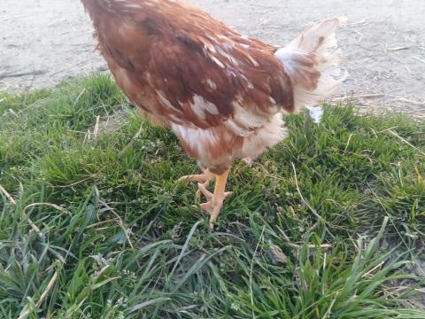 Tetra SL tojó jérce eladó