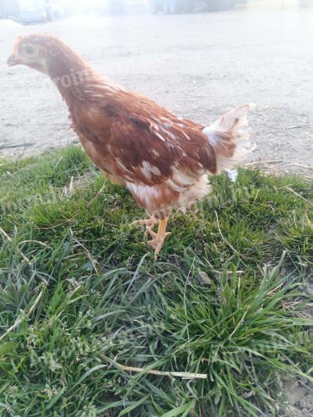 Tetra SL tojó jérce eladó