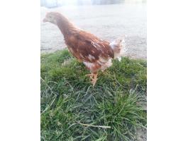 Tetra SL tojó jérce eladó