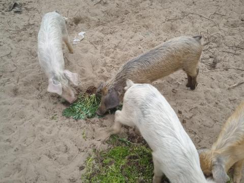 Duroc-fehér süldő malacok eladók