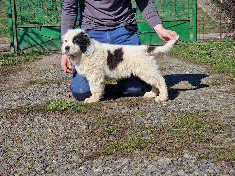 Közép-ázsiai juhászkutya kölykök Közép-ázsiai juhászkutya kölykök