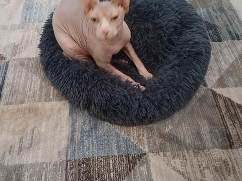 Szfinx macska, 1 éves, ivartalanított, származási lappal Szfinx macska, 1 éves, ivartalanított, származási lappal