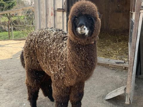 Nagyon aranyos alpaka csikó elvihető Nagyon aranyos alpaka csikó elvihető