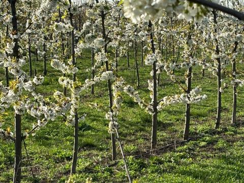 Gyümölcsfa metszés-gondozás Gyümölcsfa metszés-gondozás