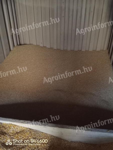 Búza eladó 50 kg zsákos kiszerelésben