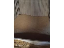 Búza eladó 50 kg zsákos kiszerelésben