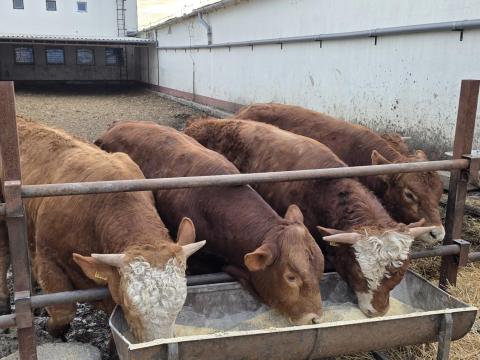 MT x Limousin bikák eladók