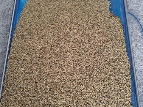 Szarvasi expressz lucerna vetőmag eladó