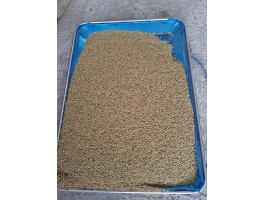 Szarvasi expressz lucerna vetőmag eladó