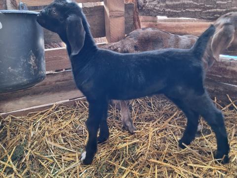 Tisztavérű núbiai kisbak márványos szülőktől