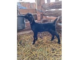 Tisztavérű núbiai kisbak márványos szülőktől