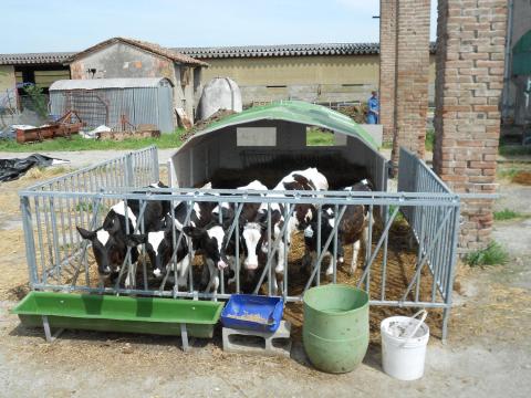 Borjúnevelő boxok eladók,  Agribox 10 és 12 - profi megoldás nagy létszámú borjúneveléshez