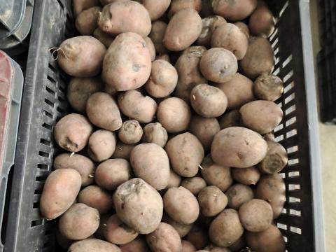 Takarmány burgonya eladó