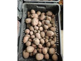 Takarmány burgonya eladó