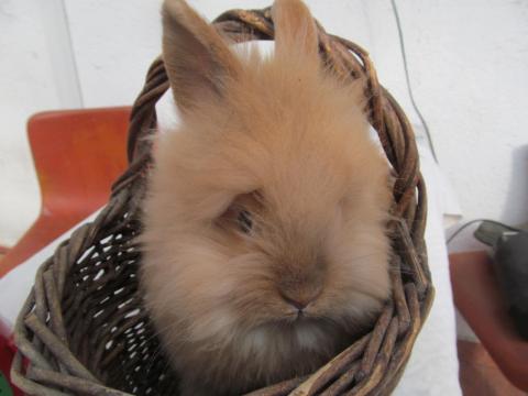 Oroszlánfejű törpe nyúl húsvétra foglalható visszafogadással is. Siófok