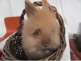 Oroszlánfejű törpe nyúl húsvétra foglalható visszafogadással is. Siófok